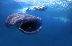 snorkeller interacting with magnificent feeding whale sha... by Fiona Ayerst 